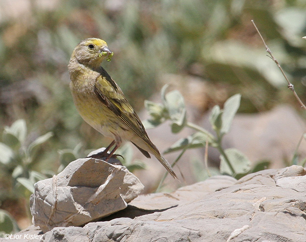 בזבוז לבנון Syrian Serin Serinus syriacus                          הר החרמון,מאי 2008.צלם:ליאור כסלו.                                